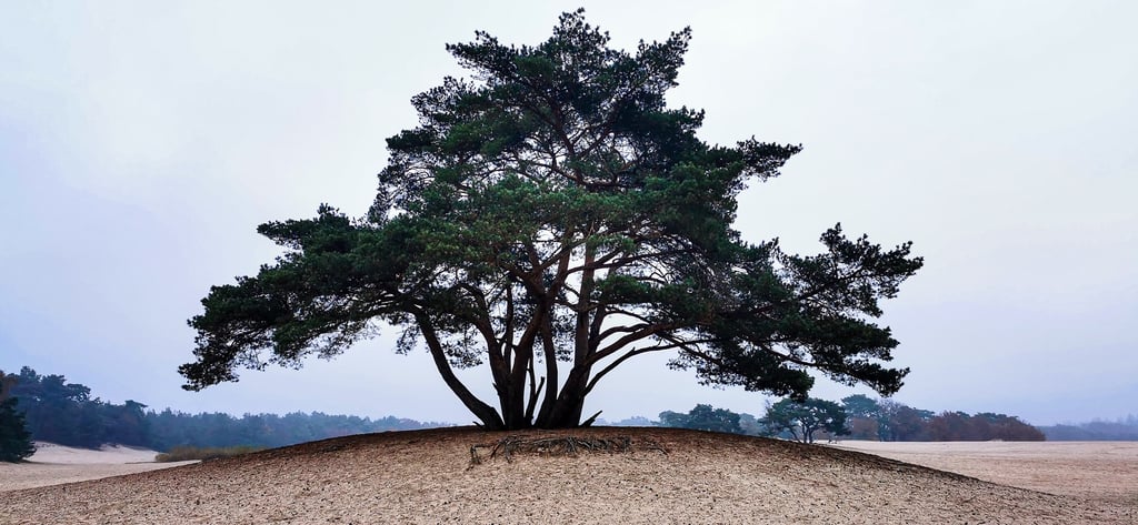Soesterduinen
