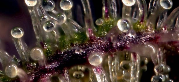 Gros plan sur les trichomes d’une fleur de CBD à la loupe