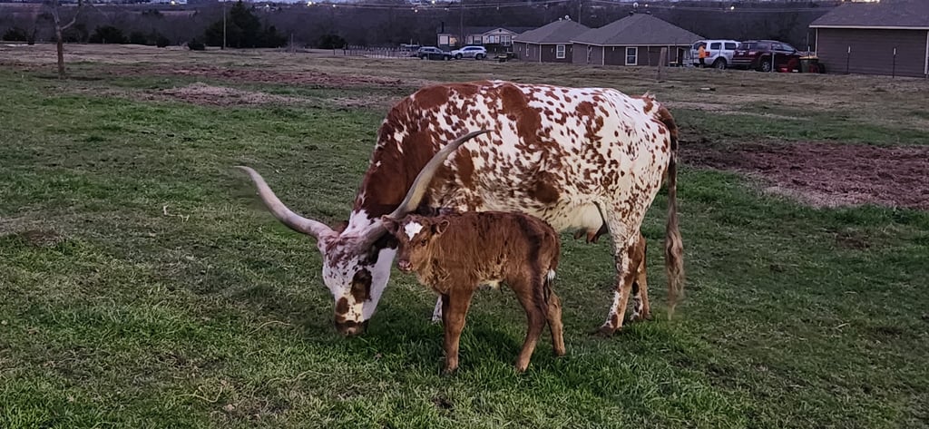 Texas Longhorn with miniature bull calf