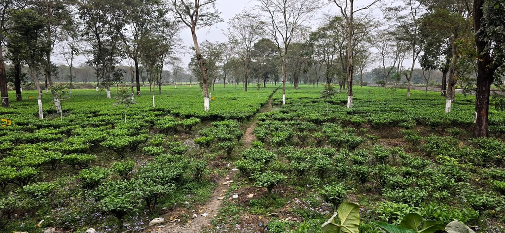 Bir Global™ Group Export