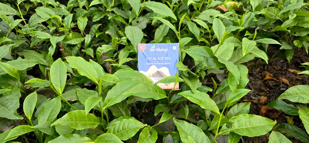 Bir Global™ Group Export