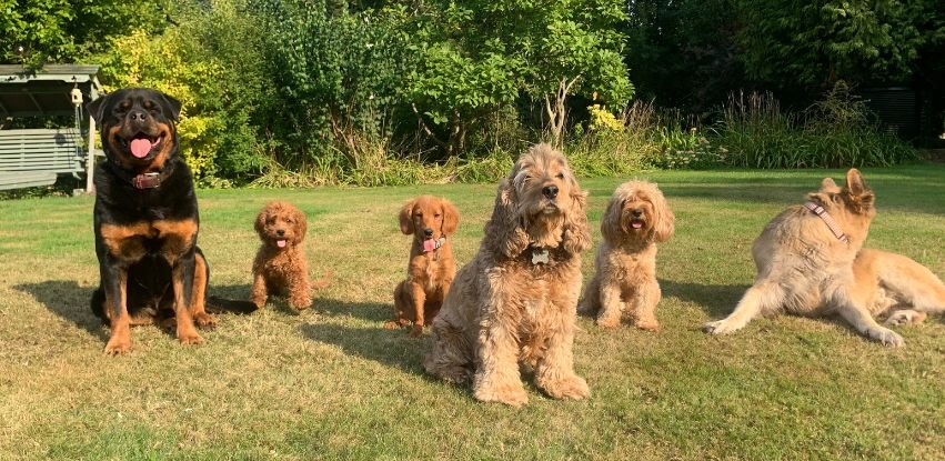 a group of dogs sitting on the grass
