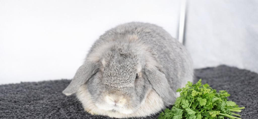 Hot Cross Buns' Nora ignoring a pile of fresh parsley