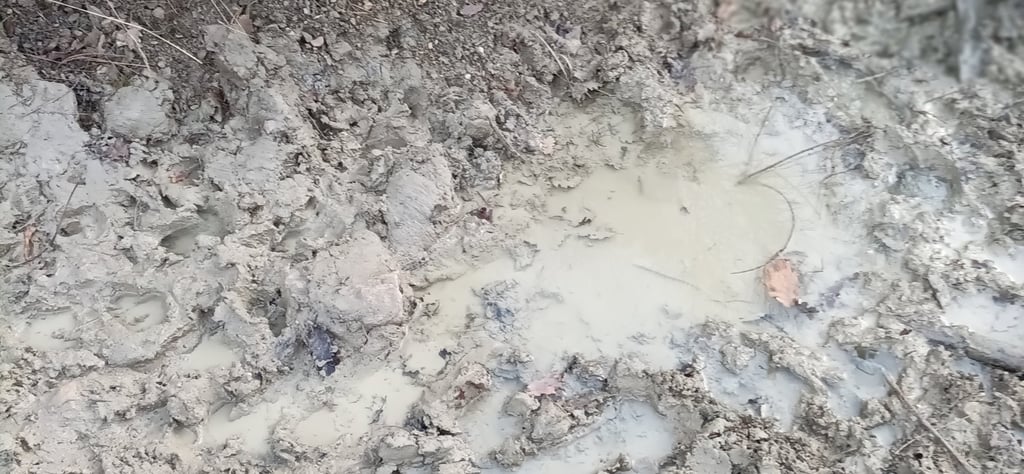 Mud ,glorious mud! The piggy pond.