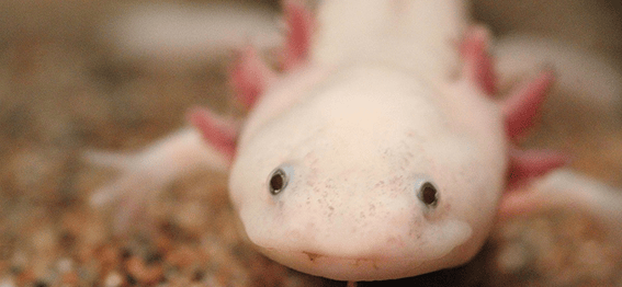 Axolote rosa com brânquias externas em aquário.