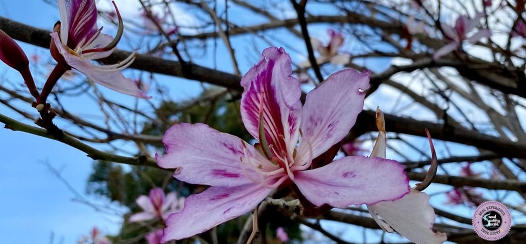 Self-Abadonment Soul Sisters Tarot