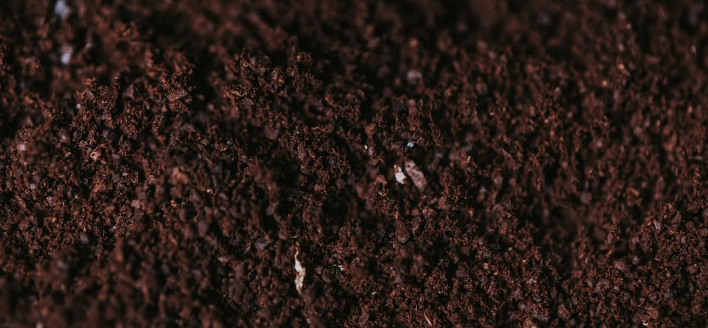 marc de café dans les plantes