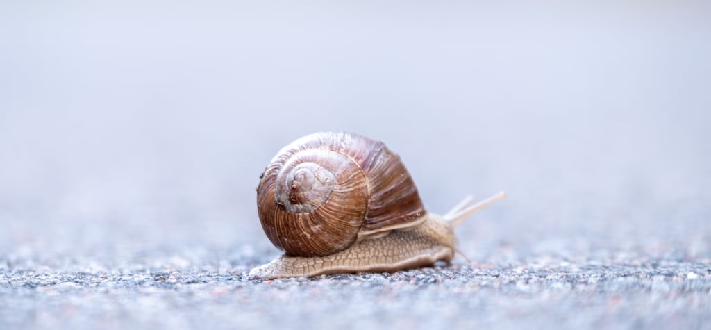 snail walking bare foot