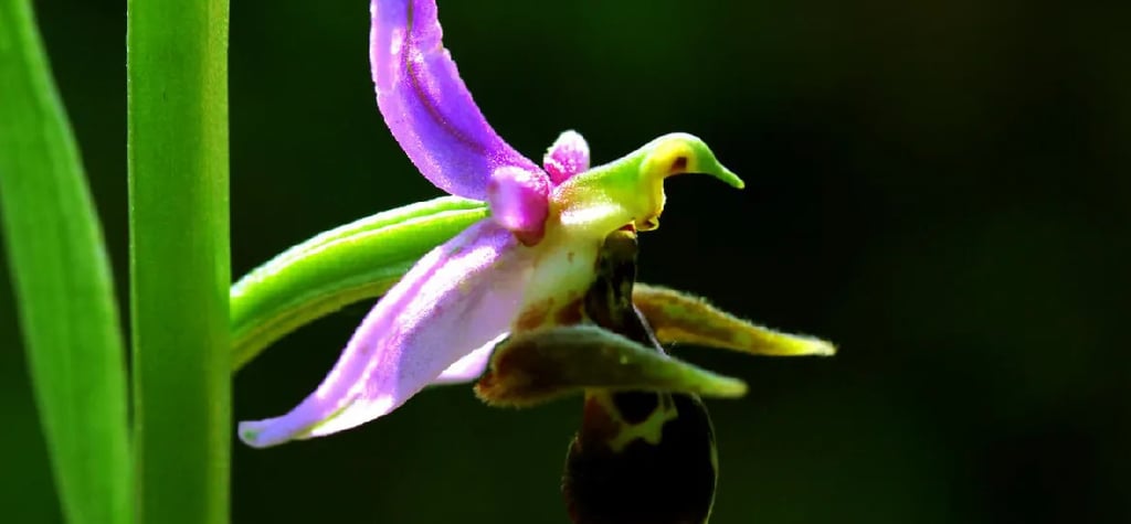 alt="cooking class baku" alt="azerbaijani cooking experience" alt="baku cooking workshop" alt="tradi