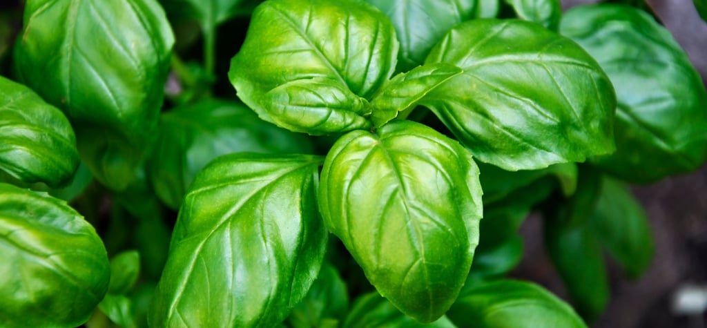 GENOVESE BASIL