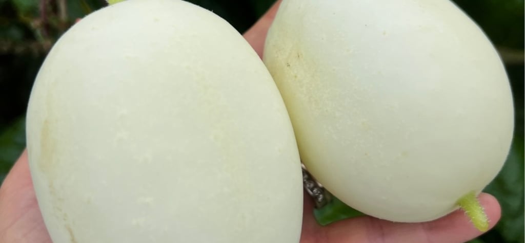 DRAGON'S EGG HEIRLOOM CUCUMBER