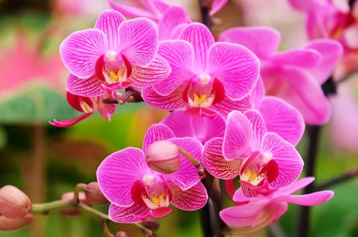 Orquídea Phalaenopsis branca sendo regada com cubos de gelo sobre o substrato em abiemnte iluminado