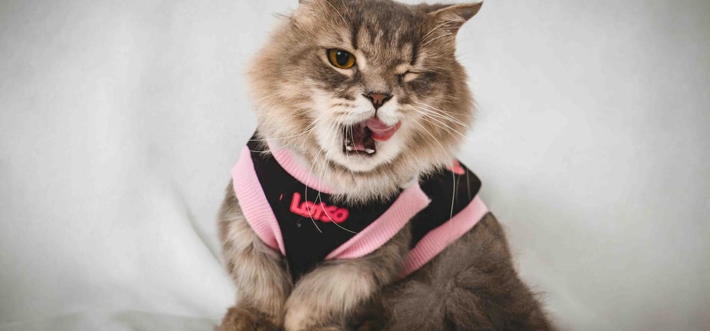 cat apparel