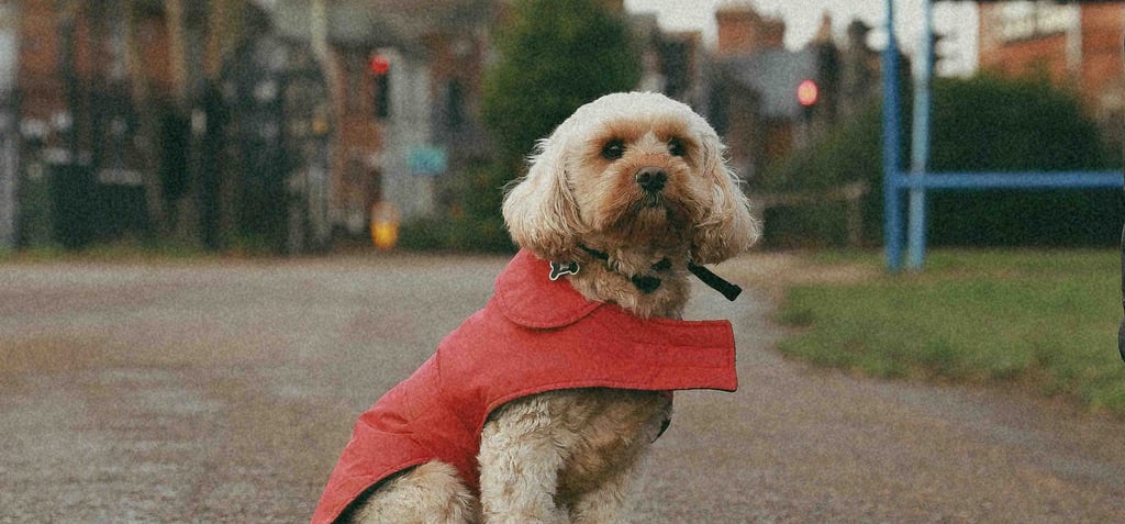 outdoor pets clothing