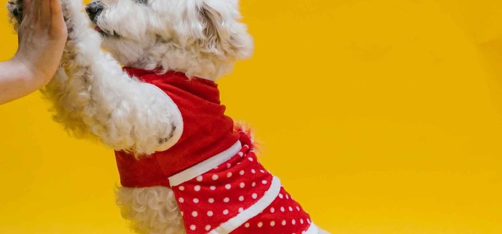 pets apparel