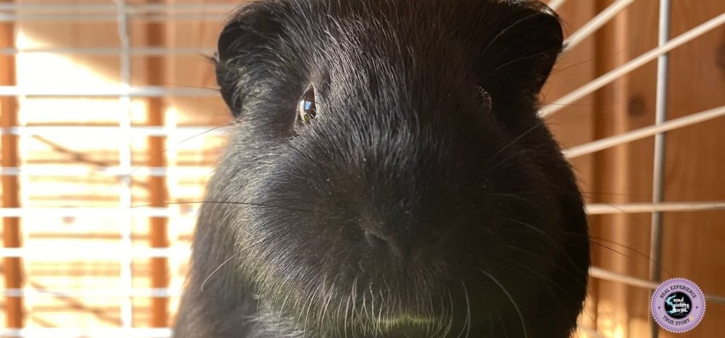 self-care rituals for daily we--being Soul Sisters Tarot