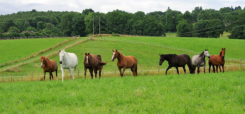 Des chevaux broutent dans un pâturage verdoyant, collines et arbres en fond