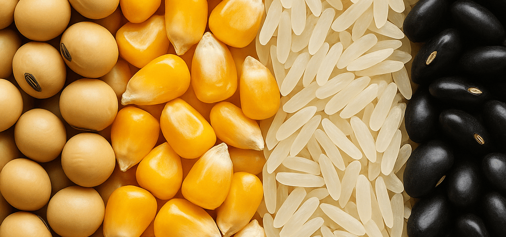 Grãos de milho, soja, feijão e arroz dispostos lado a lado