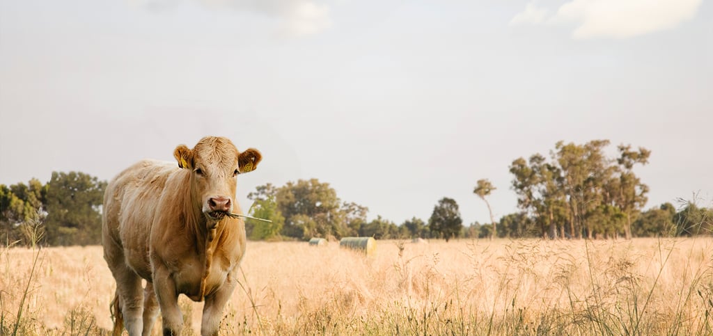 Krowa na pastwisku, symbol występujący na produktach Weihs Livestock.