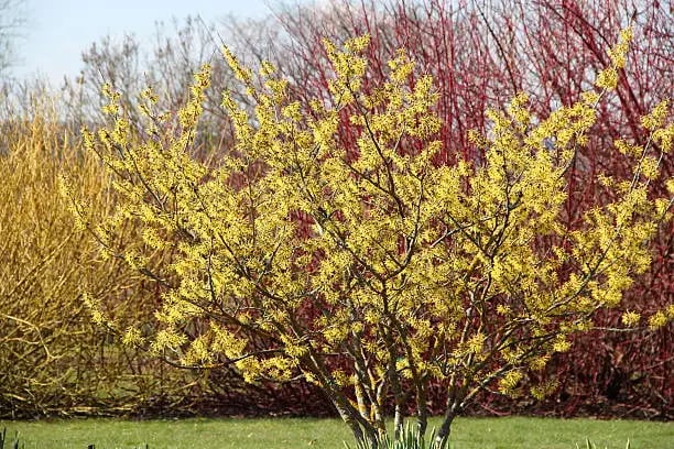 Witch Hazel (Hamamelis virginiana)