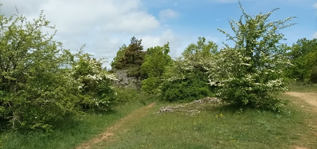 Sweet smelling may blossom.