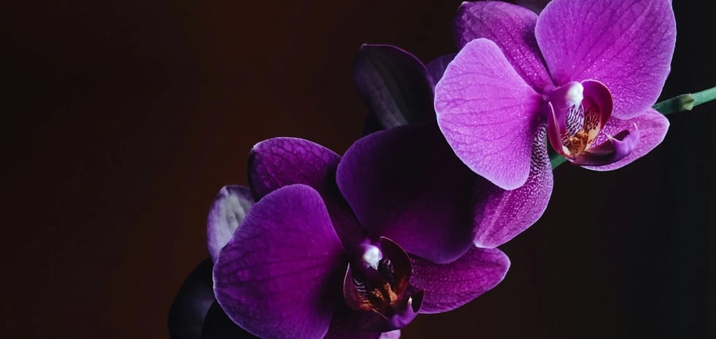 orchidée en pot entretien