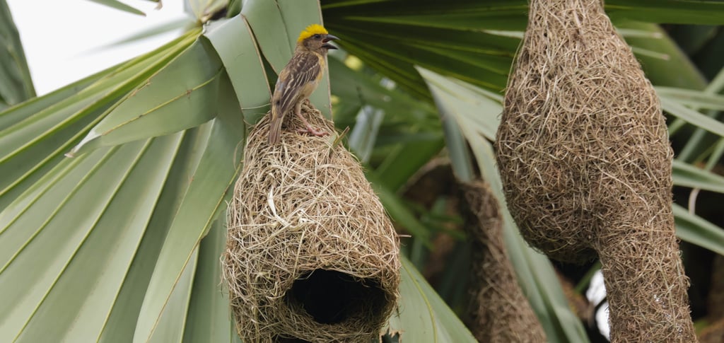 A shadowed, symbolic image of an empty branch or abandoned nest (no injured birds shown).