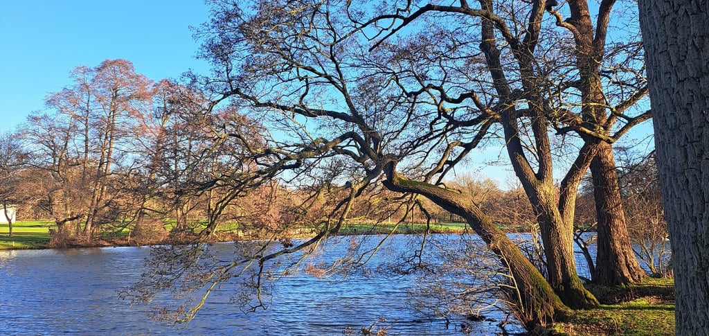 a tree next to a lake  and a bench in the background