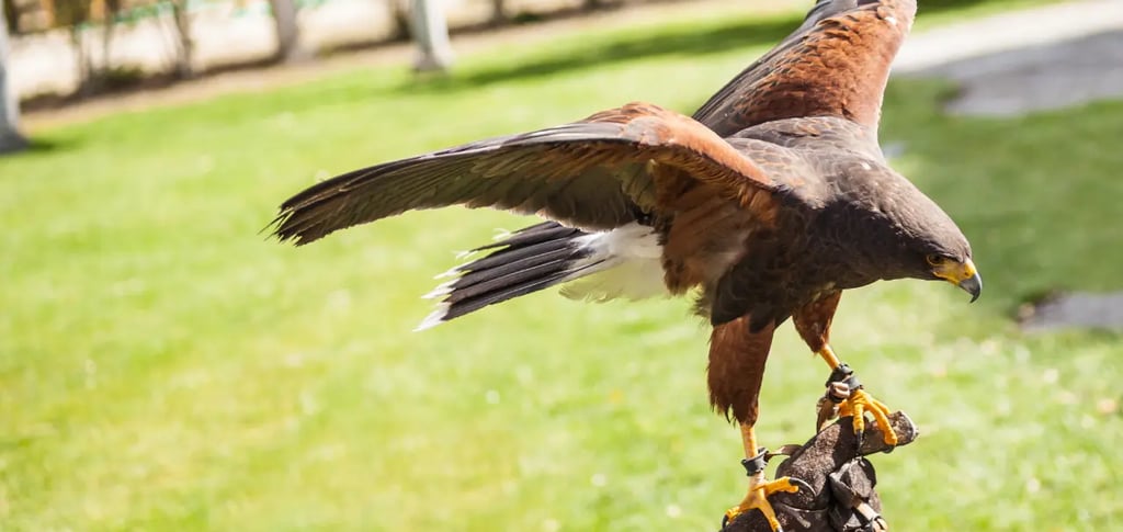 a hawkhawk bird perched on a gloved hand, Falconry in Italy