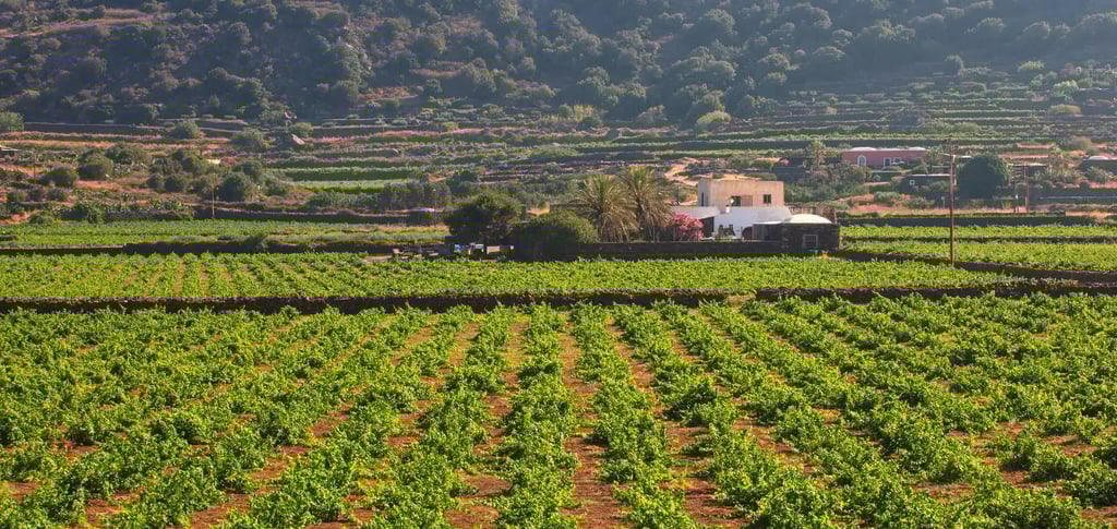 a farm with a farmyard and a farm house, Pantelleria vines