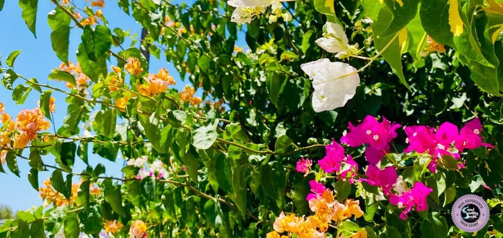 Emotional Self-Care Soul Sisters Tarot