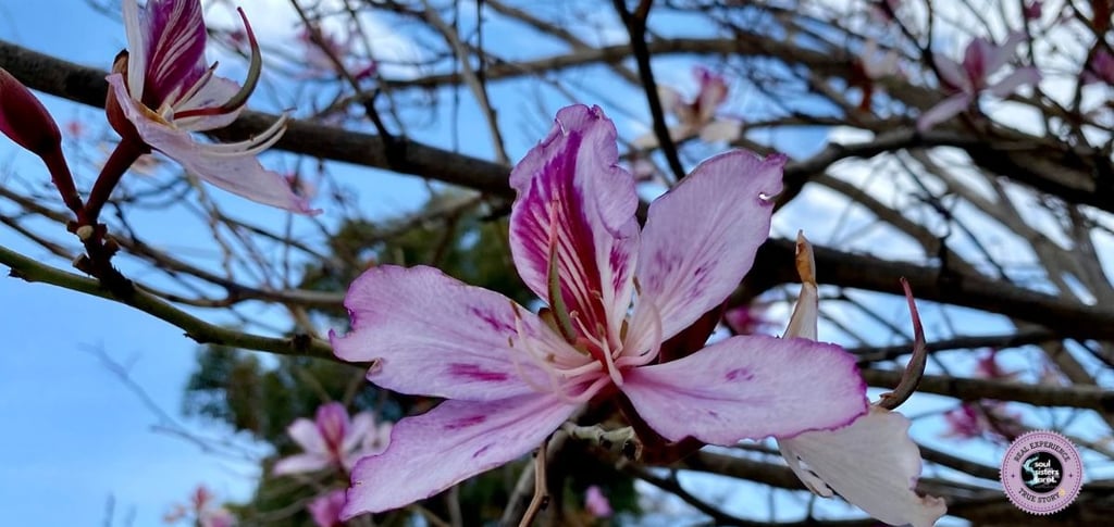 Self-Abadonment Soul Sisters Tarot