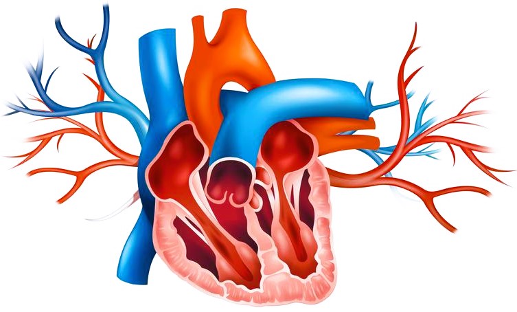 Heart valve