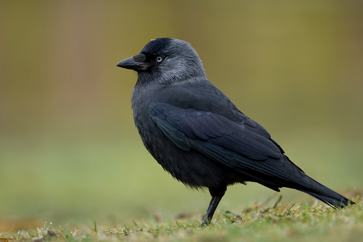a jackdaw - Attribution: Marek Szczepanek, CC BY-SA 3.0, via Wikimedia Commons