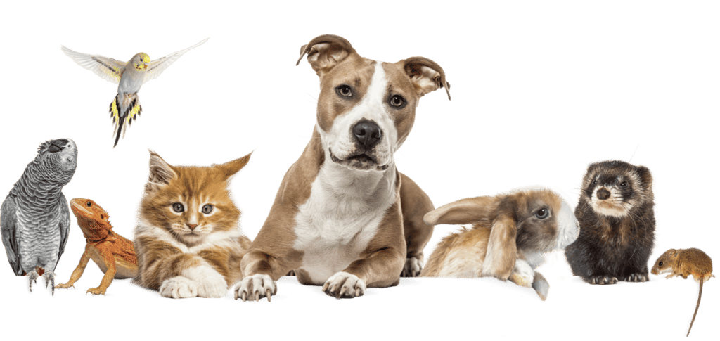 Les visites à domicile Caniservices