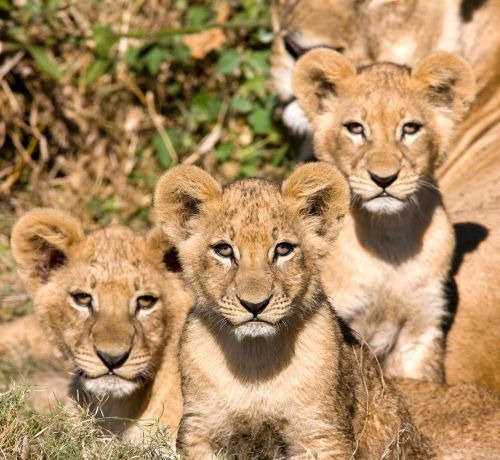 3 LION CUBS WITH A FEMALE LIION