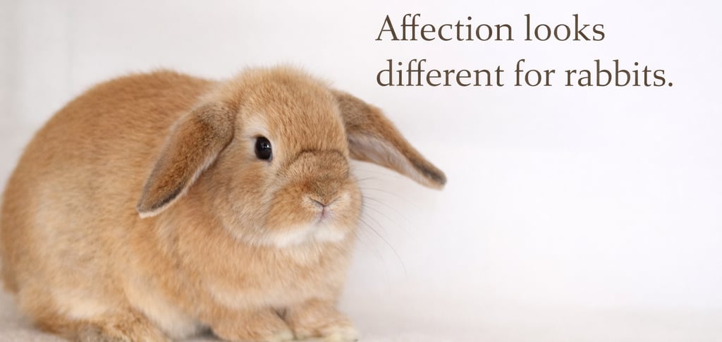 Hot Cross Buns' Fruit Loop waiting to accept affection