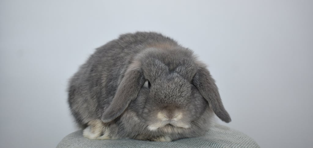 Hot Cross Buns' opal baby contemplate the joys of munching hay