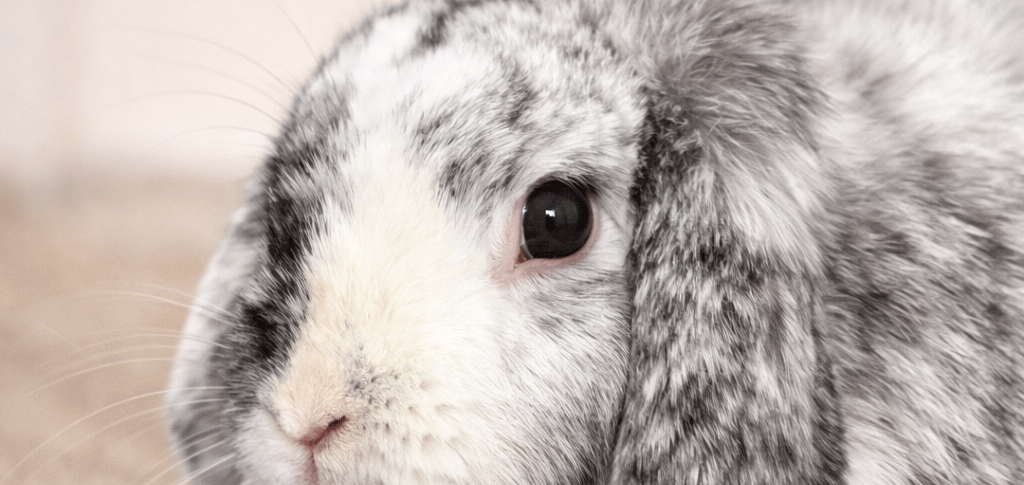 Hot Cross Buns' Francesca - why is my rabbit breathing so fast?
