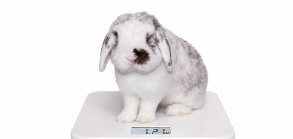 Hot Cross Bun being weighed