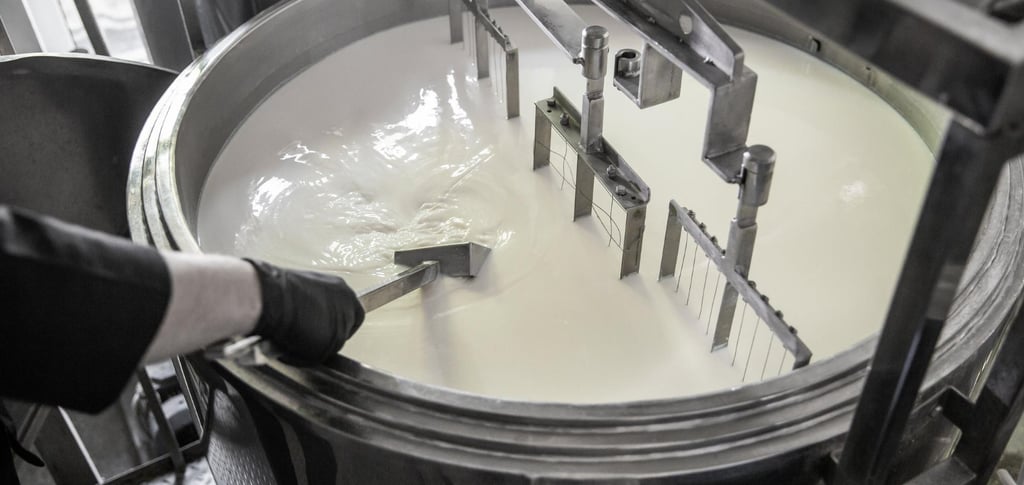 Stainless steel vat stirring fresh milk during the professional cheese making process.