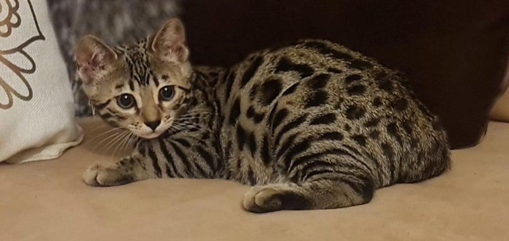 venta de gato bengali