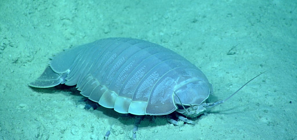 A giant deep-sea isopod crustacean rests on the sandy ocean floor in its natural marine habitat.