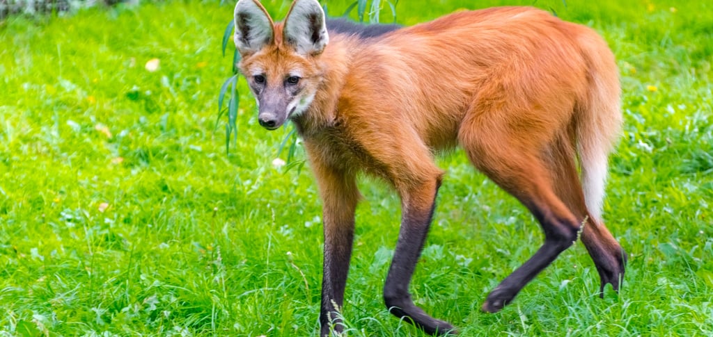 A maned wolf with its distinctive reddish-orange fur and long black legs standing in a lush green grass field.