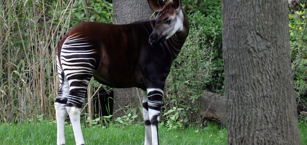 An okapi with its distinctive zebra-striped legs stands in a lush green forest clearing.