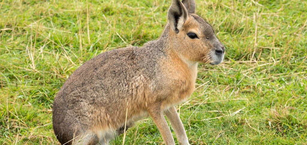 A Patagonian mara rodent sitting in a field of green grass.