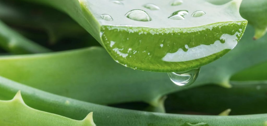 Suplemento de Aloe Vera em Cápsulas: o que é, para que serve