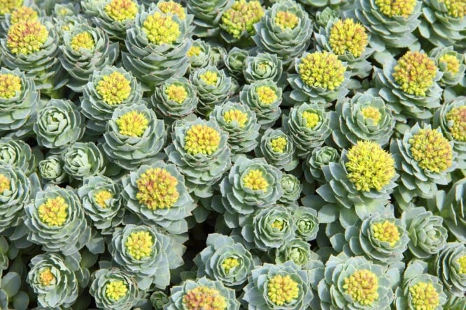 Rhodiola Rosea em Cápsulas: O Que É, Para Que Serve e Benefícios do Suplemento