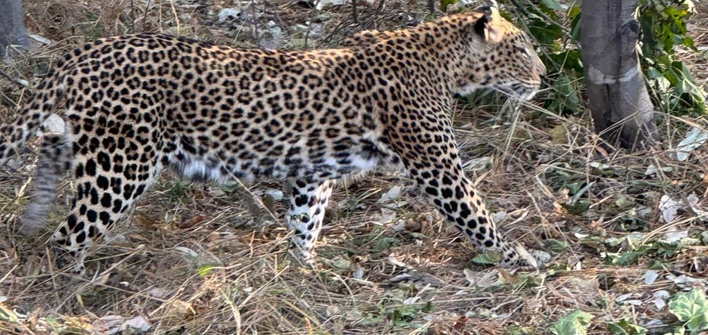 Leopardo avvistato durante il safari in Botswana.