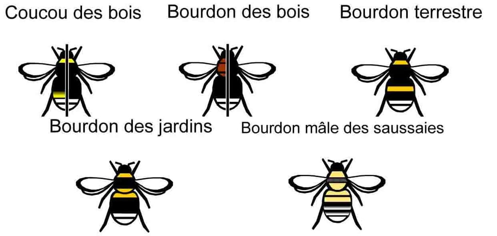 Bourdon